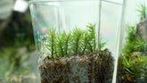 金髮苔|Polytrichum